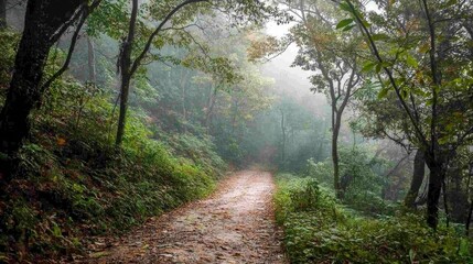 Aufkleber - Serene Trekking Trail Through Lush Green Forest on a Foggy Morning