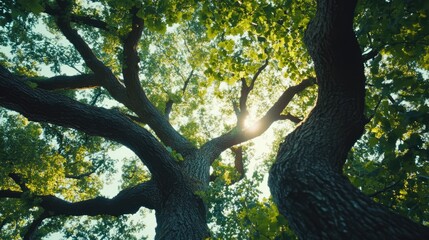 Aufkleber - Lush summer forest with sunlight filtering through tree canopy showcasing vibrant green foliage and intricate branches.