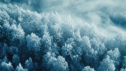 Aufkleber - Frozen forest landscape with hoarfrost and snow in mountainous scenery under a serene winter sky