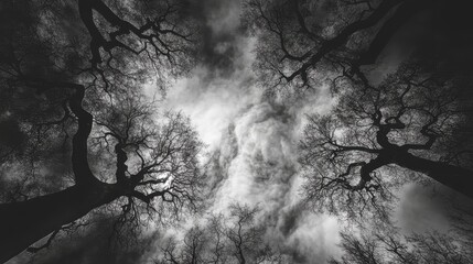Aufkleber - Black and white view of bare trees silhouetted against a dramatic cloudy sky from a low angle perspective