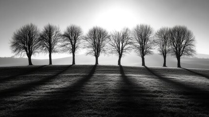 Poster - Silhouetted trees casting long shadows in backlight with a serene landscape in monochrome tones perfect for artistic and nature themes