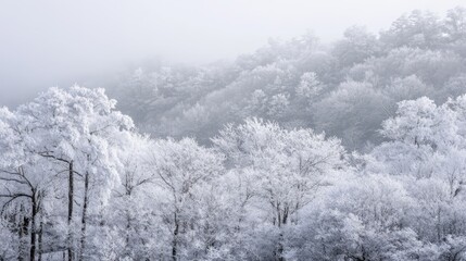 Poster - Snowy trees on a misty winter mountain landscape with a serene atmosphere and soft white hues in the scene.