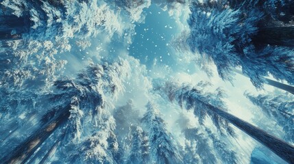 Poster - Majestic snow-covered trees in a serene forest with a clear blue sky above creating a tranquil winter atmosphere