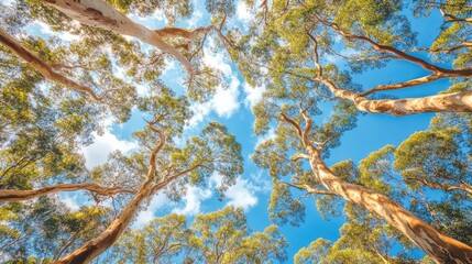 Poster - Canopy of tall trees reaching towards a clear blue sky with fluffy white clouds in a serene natural environment
