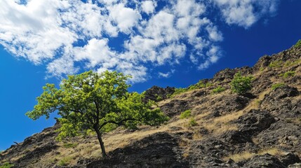 Poster - Lone tree on rocky hill under bright blue sky with scattered clouds highlighting autumn's vibrant beauty in nature.