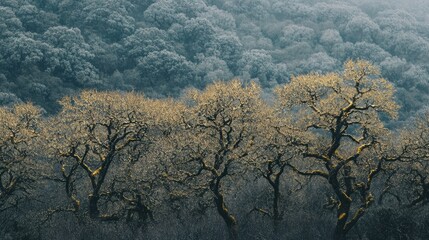 Poster - Misty forest landscape with majestic old trees showcasing intricate branches in the tranquil countryside scenery