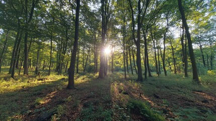 Poster - Sunlight filtering through lush trees in a serene forest landscape, creating a warm and inviting woodland atmosphere.