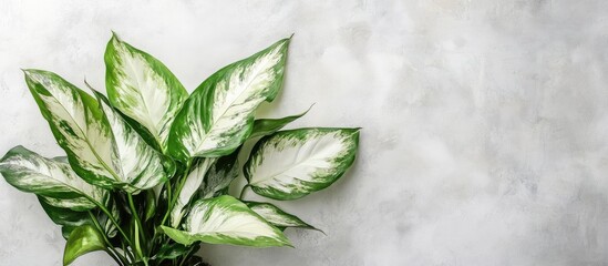 Poster - indoor plant with large green and white leaves on a textured gray background with ample copy space f