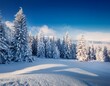 © MdRakibul - Majestic white spruces glowing by sunlight. Picturesque and gorgeous wintry scene. Location place Carpathian national park, Ukraine, Europe. Alps ski resort. Blue toning. Happy New Year! Beauty world.
