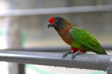 Wall Mural - red and green parrot