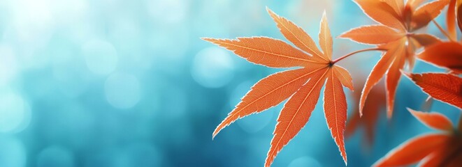 Wall Mural - Orange Japanese maple autumn leaves on blue blurred background.