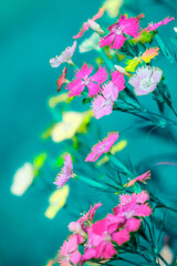 Wall Mural - Flower Series : Colorful Dianthus flowers with blurred floral background