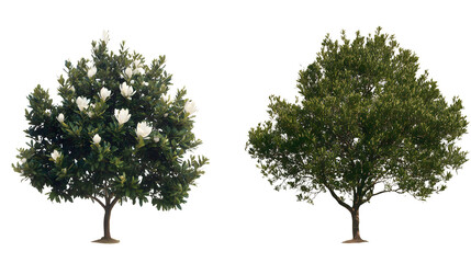 Wall Mural - Magnolia grandiflora set frontal tree and bush isolated png on a transparent background perfectly cutout (southern magnolia, bull bay) Magnoliaceae