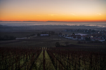 Wall Mural - sunrise in a vineyared