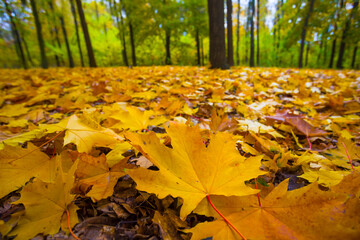 closeup maple grove covered by red dry leaves, beautiful autumn natural background