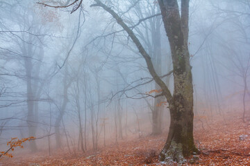 Wall Mural - quiet wet autumn forest glade in mist