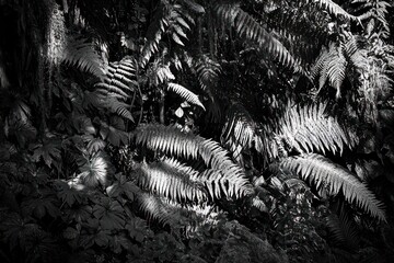 Poster - Monochrome close-up of lush ferns in dappled sunlight, showcasing textures and shadows within a dense, natural setting.