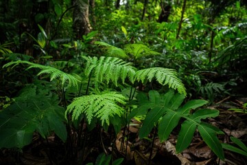 Poster - Lush green ferns thrive in a dense, shaded rainforest undergrowth.