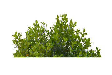 Wall Mural - green bush isolated transparency background.