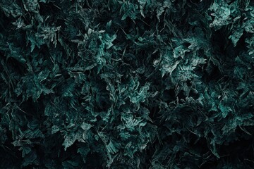 Wall Mural - Dark teal textured foliage background.