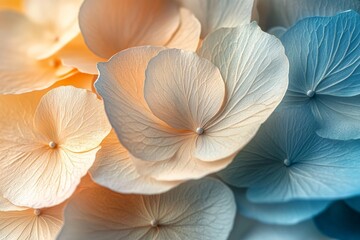 Poster - The image captures delicate pastel shades of blue and peach, creating a harmonious presentation of overlapping petals, symbolizing softness and tranquility.