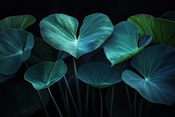 Poster - Lush teal and green tropical leaves against a black background.