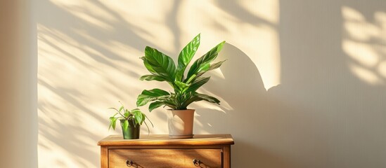 Poster - Elegant green plants on wooden chest of drawers enhance interior decor against soft beige wall with natural light and shadows.