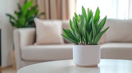 Wall Mural - Close-up of a white ceramic pot filled with tulips, brightening a cozy living room with gray sofas and beige blankets