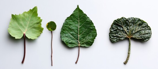 Poster - Diverse collection of intricately shaped leaves showcasing unique textures and colors on a light background