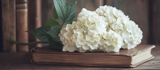 Poster - Elegant still life of white hydrangea flowers on vintage book with soft focus highlighting intricate floral details and classic charm