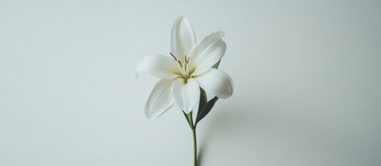 Poster - Elegant white lily flower isolated on a neutral background showcasing its delicate petals and lush green leaves. Perfect for floral designs.