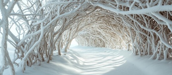 Aufkleber - Snow-covered tree branches forming a serene winter tunnel with soft light illuminating the path ahead
