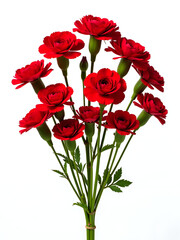 Poster - Seventy Red Carnations Isolated Against A Clean White Background Create A Striking Visual Arrangement. 00002