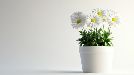 Poster - White daisies in a white pot on a light background showcasing simplicity and elegance in home decor or gardening themes