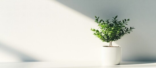 Poster - Minimalist composition of a potted plant and white paper sheet bathed in natural sunlight casting soft shadows on a clean surface.