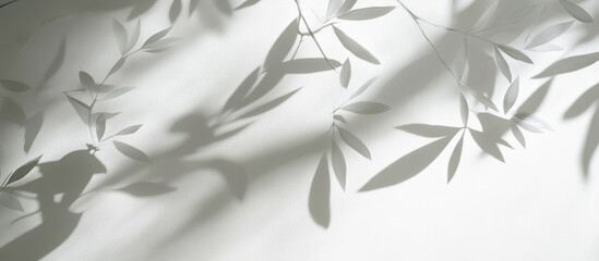 Leinwandbilder - Minimalistic white wall showcasing soft shadows of yucca leaves illuminated by sunlight creating a serene and tranquil background atmosphere