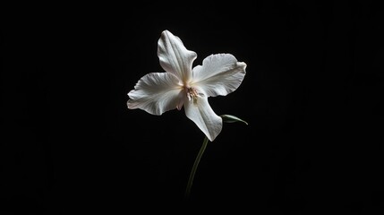 Poster - Elegant white orchid flower on a black background showcasing intricate details perfect for nature-themed decor and wallpapers