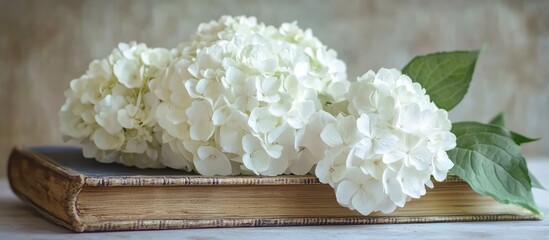 Poster - Elegant still life of white hydrangea flowers placed beside an antique book with soft focus and vintage tones for a serene atmosphere