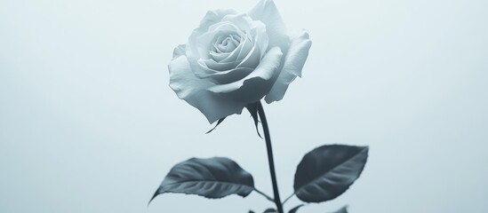 Aufkleber - Elegant white rose standing out against a clean white background showcasing its delicate petals and graceful leaves.