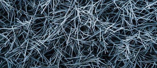 Poster - Frosty pine needles glistening under winter sunlight creating a serene, textured background of nature's beauty in a cold environment.
