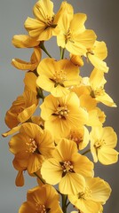 Poster - Rapeseed flowers with details.