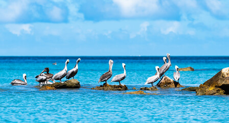 Wall Mural - Group of pelicans are standing on a rock in the ocean