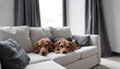 © Olga - Two beagles lying closely together on a stylish couch in a modern living room