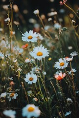 Wall Mural - daisies blooming in a vibrant wildflower meadow during golden hour