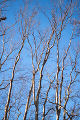 Wall Mural - tree branches against blue sky