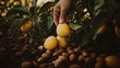 © PB Studio - farmer’s hand picking ripe fruit from a tree, surrounded by fallen nuts like walnuts and almonds. The image represents the natural harvesting process of fruits and nuts for export. [Export products]:[
