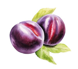 Wall Mural - Watercolor drawing of plum fruit on transparent background, bright shades of purple and yellow, enhancing the beauty.