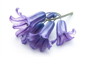 Wall Mural - Bluebell flower on white background, top view, high contrast, isolated object, product showcase