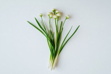 Wall Mural - Leucojum flower, isolated, white background, high contrast, botanical illustration