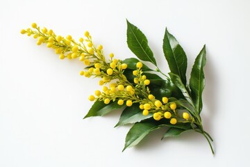 Wall Mural - Mahonia plant, isolated top view, white background, high contrast, botanical illustration